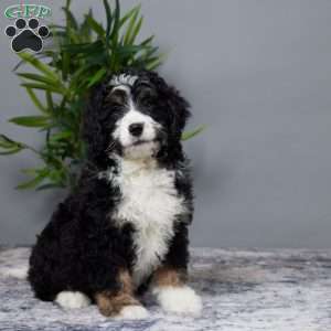 Asher, Mini Bernedoodle Puppy